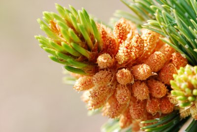 Pinus aristata - borovice osinatá - prašníky